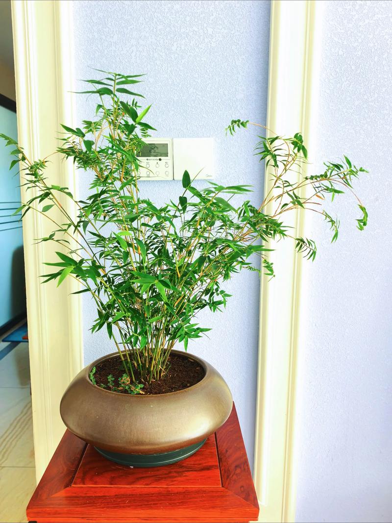 文竹和富贵竹的区别？文竹,富贵竹,观音竹能一起养吗？-第6张图片-优品飞百科