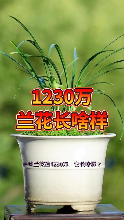 十种名贵的兰花品种，名贵兰花有哪些品种和产地