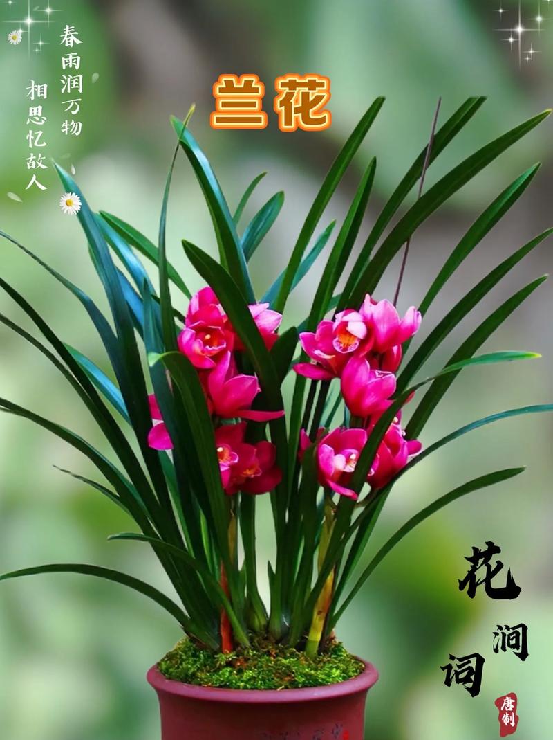 十种名贵的兰花品种，名贵兰花有哪些品种和产地-第5张图片-优品飞百科
