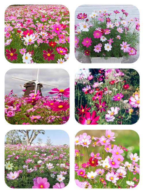 格桑花的花语及传说，格桑花唯美花语