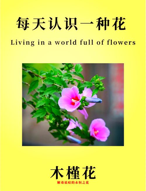 格桑花的花语及传说,格桑花唯美花语-第2张图片-优品飞百科 格桑花的花语及传说,格桑花唯美花语-第2张图片-优品飞百科