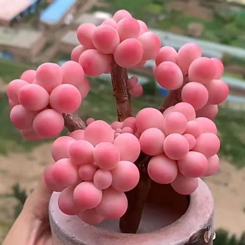 新买的桃之卵怎么养，桃之卵怎么种植？-第3张图片-优品飞百科