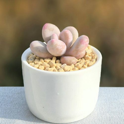 新买的桃之卵怎么养，桃之卵怎么种植？-第6张图片-优品飞百科