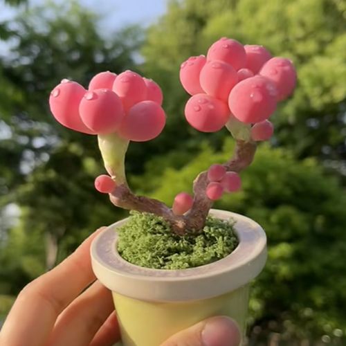 新买的桃之卵怎么养，桃之卵怎么种植？-第7张图片-优品飞百科