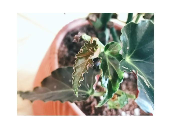 龙翅海棠的繁殖方法，龙翅海棠花期多长-第4张图片-优品飞百科