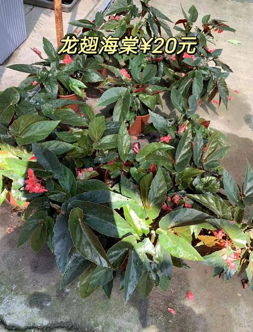 龙翅海棠的繁殖方法，龙翅海棠花期多长-第3张图片-优品飞百科