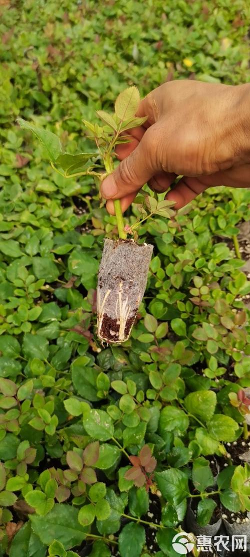 玫瑰花怎么养，沙漠玫瑰花怎么养？-第2张图片-优品飞百科
