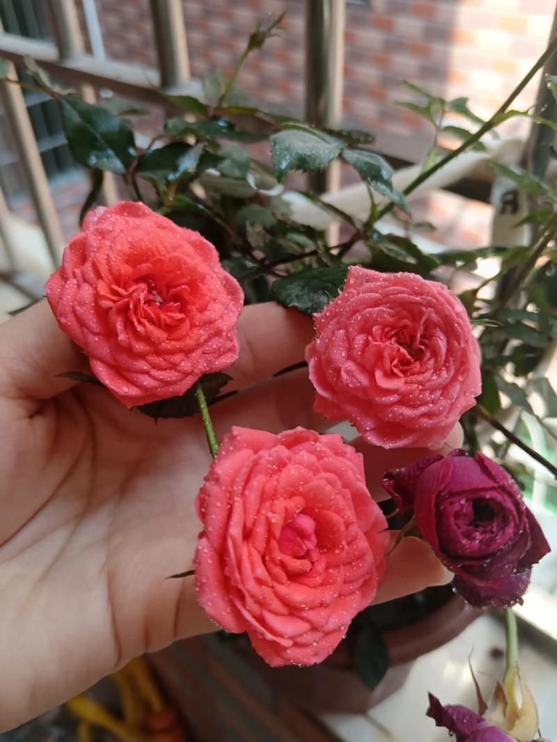 玫瑰花怎么养，沙漠玫瑰花怎么养？-第4张图片-优品飞百科