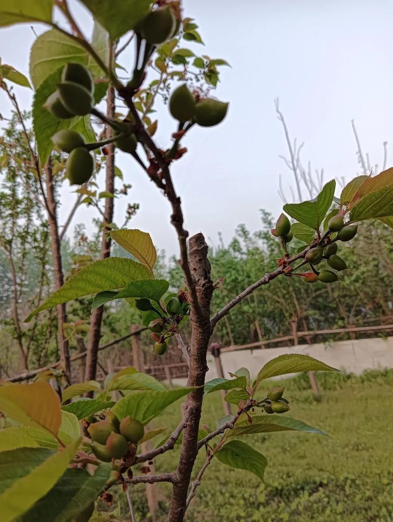 樱桃树几年结果?樱桃树几年结果需要授粉吗?-第2张图片-优品飞百科 樱桃树几年结果?樱桃树几年结果需要授粉吗?-第2张图片-优品飞百科