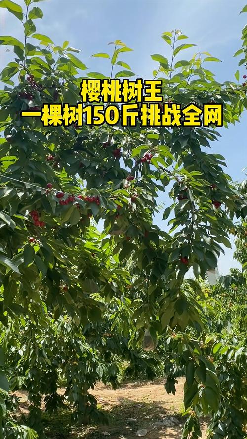 樱桃树几年结果?樱桃树几年结果需要授粉吗?-第4张图片-优品飞百科 樱桃树几年结果?樱桃树几年结果需要授粉吗?-第4张图片-优品飞百科