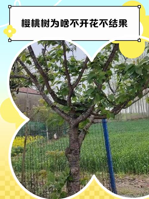 樱桃树几年结果?樱桃树几年结果需要授粉吗?-第5张图片-优品飞百科 樱桃树几年结果?樱桃树几年结果需要授粉吗?-第5张图片-优品飞百科