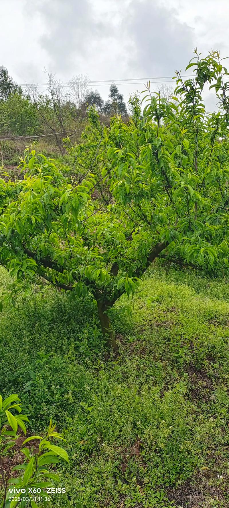 樱桃树几年结果?樱桃树几年结果需要授粉吗?-第6张图片-优品飞百科 樱桃树几年结果?樱桃树几年结果需要授粉吗?-第6张图片-优品飞百科