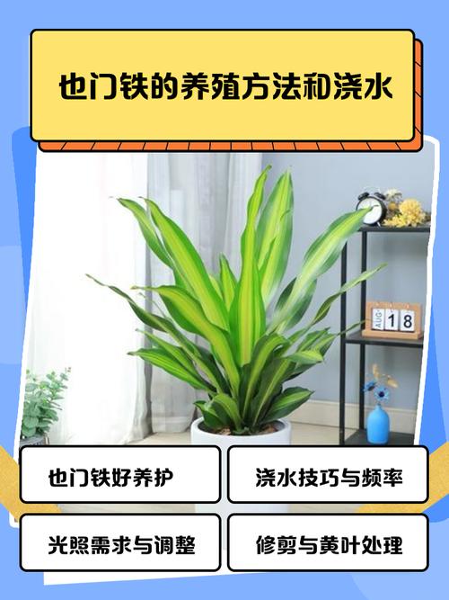 也门铁的养殖方法和注意事项，青叶也门铁的养殖方法和注意事项？