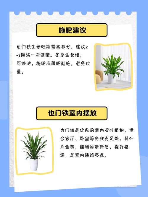 也门铁的养殖方法和注意事项，青叶也门铁的养殖方法和注意事项？-第5张图片-优品飞百科