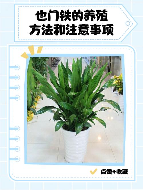 也门铁的养殖方法和注意事项，青叶也门铁的养殖方法和注意事项？-第7张图片-优品飞百科