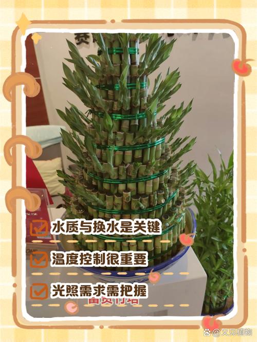 富贵竹可以用橘子皮水做营养液吗，富贵竹可以用橘子皮水做营养液吗怎么做？-第5张图片-优品飞百科