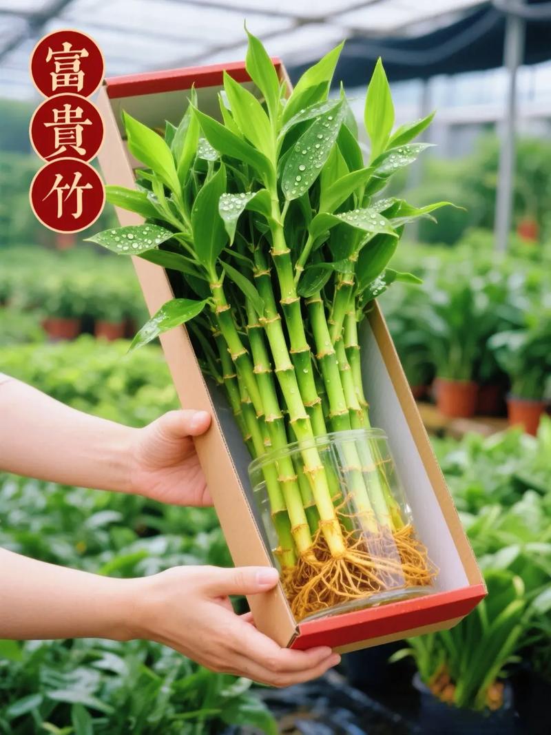 富贵竹可以用橘子皮水做营养液吗，富贵竹可以用橘子皮水做营养液吗怎么做？-第6张图片-优品飞百科