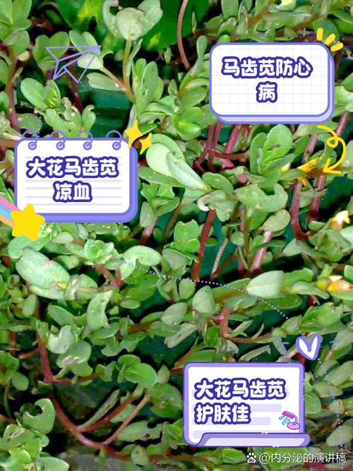 大花马齿苋的功效与作用，大花马齿苋的功效与作用图片-第2张图片-优品飞百科