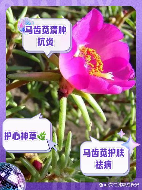 大花马齿苋的功效与作用，大花马齿苋的功效与作用图片-第3张图片-优品飞百科