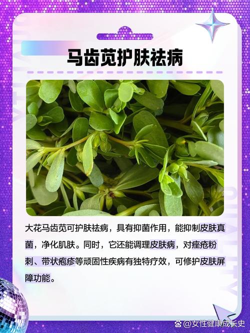 大花马齿苋的功效与作用，大花马齿苋的功效与作用图片-第5张图片-优品飞百科