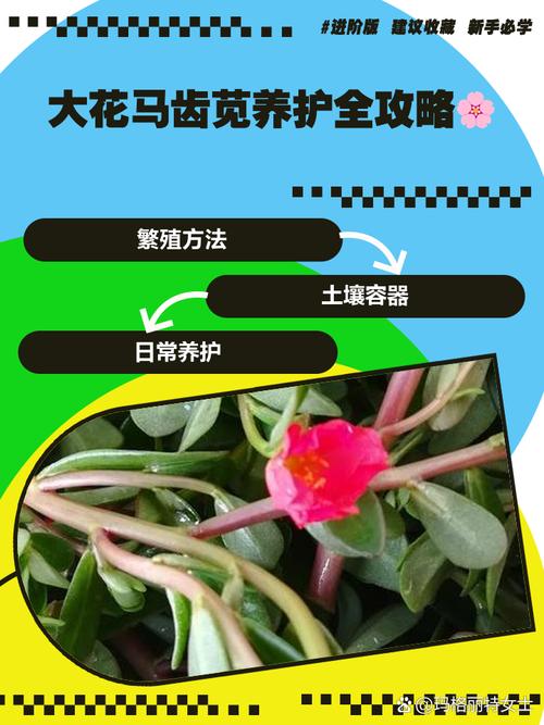 大花马齿苋的功效与作用，大花马齿苋的功效与作用图片-第7张图片-优品飞百科