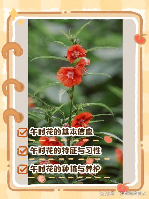 午时花的特点，午时花的特点和外形颜色？-第1张图片-优品飞百科