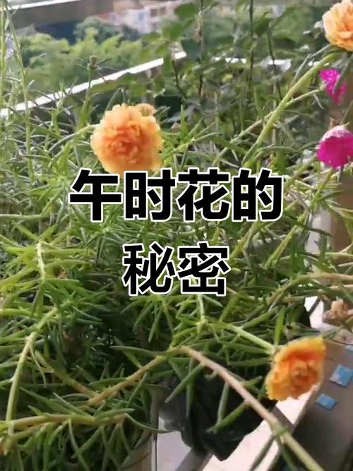 午时花的特点，午时花的特点和外形颜色？-第2张图片-优品飞百科