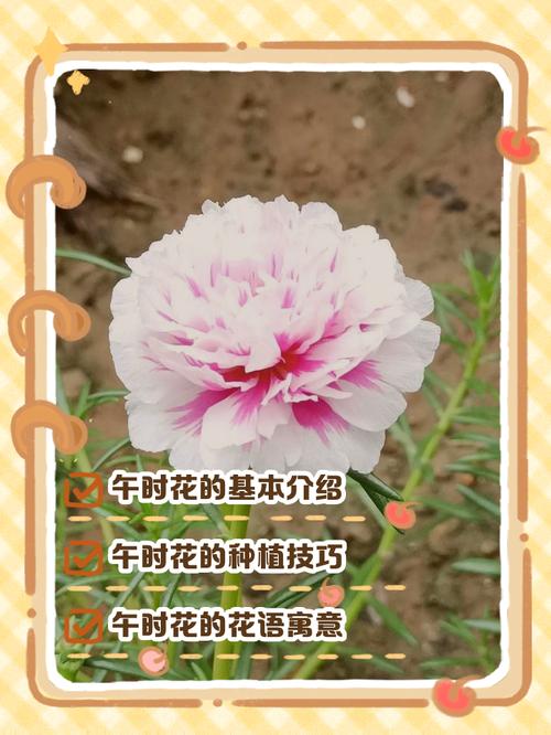 午时花的特点，午时花的特点和外形颜色？-第3张图片-优品飞百科