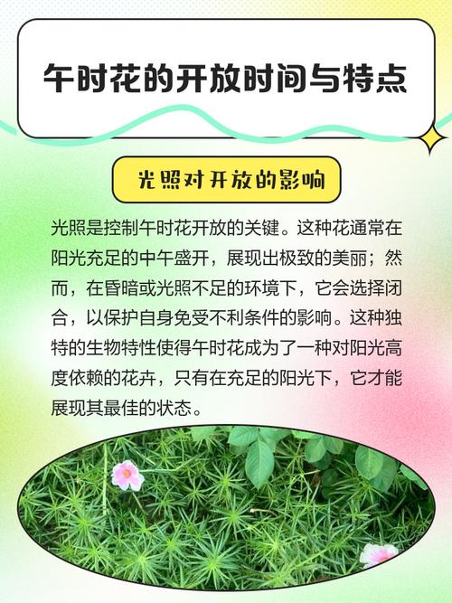 午时花的特点，午时花的特点和外形颜色？-第4张图片-优品飞百科