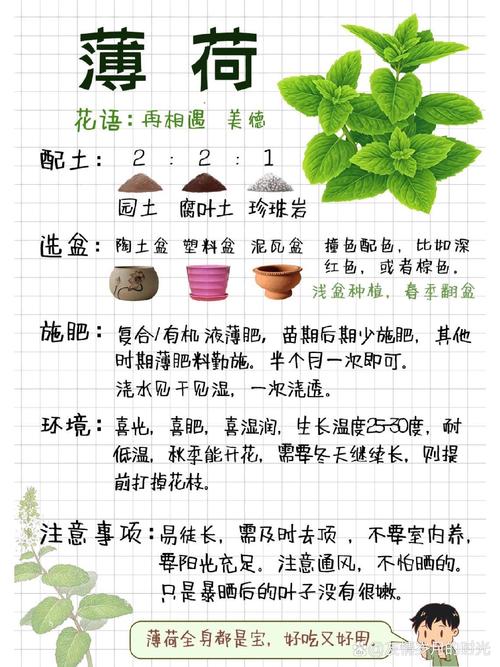 薄荷怎么养才长得好，薄荷怎么养呢-第1张图片-优品飞百科