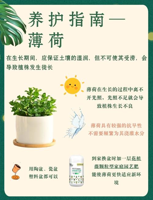 薄荷怎么养才长得好，薄荷怎么养呢-第2张图片-优品飞百科