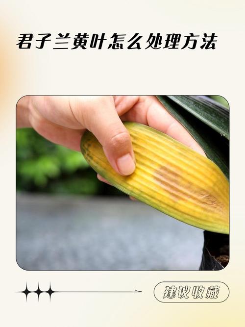 章鱼兰黄叶的原因和处理办法，章鱼蓝色怎么回事