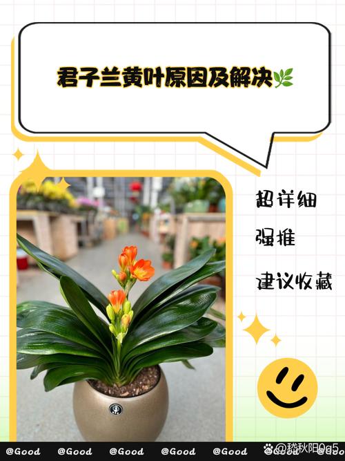 章鱼兰黄叶的原因和处理办法，章鱼蓝色怎么回事-第2张图片-优品飞百科