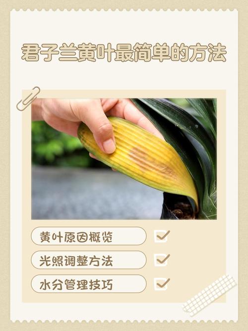 章鱼兰黄叶的原因和处理办法，章鱼蓝色怎么回事-第3张图片-优品飞百科