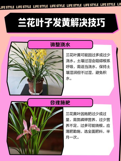 章鱼兰黄叶的原因和处理办法，章鱼蓝色怎么回事-第4张图片-优品飞百科