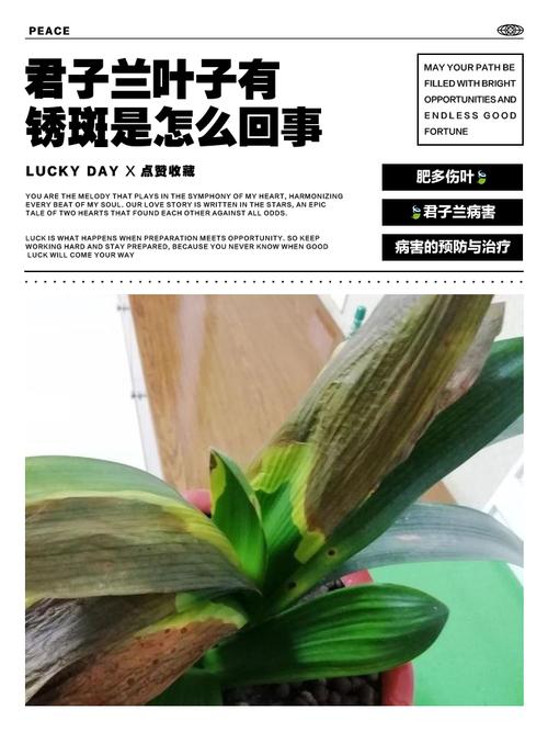 章鱼兰黄叶的原因和处理办法，章鱼蓝色怎么回事-第6张图片-优品飞百科