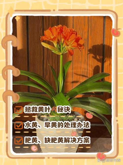 章鱼兰黄叶的原因和处理办法，章鱼蓝色怎么回事-第7张图片-优品飞百科