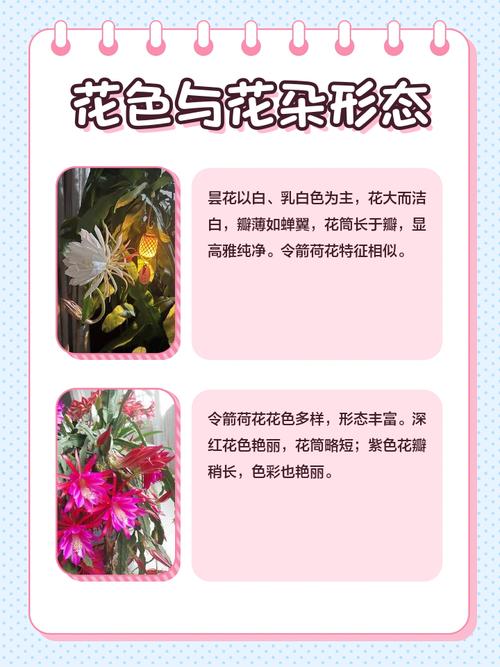 昙花是什么花，昙花的图片，昙花是什么花?-第2张图片-优品飞百科
