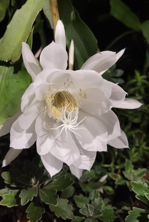 昙花是什么花，昙花的图片，昙花是什么花?-第3张图片-优品飞百科