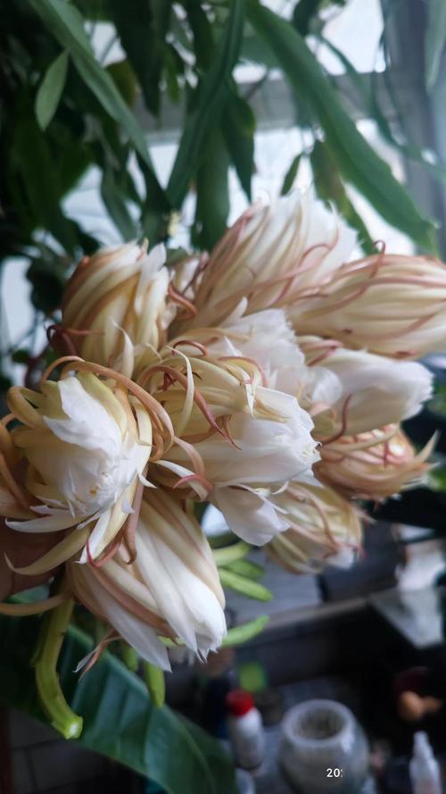 昙花是什么花，昙花的图片，昙花是什么花?-第4张图片-优品飞百科