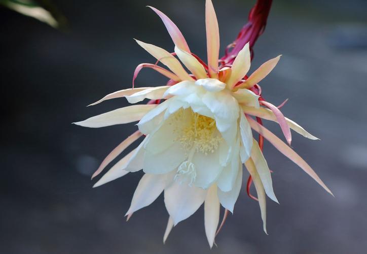 昙花是什么花，昙花的图片，昙花是什么花?-第5张图片-优品飞百科