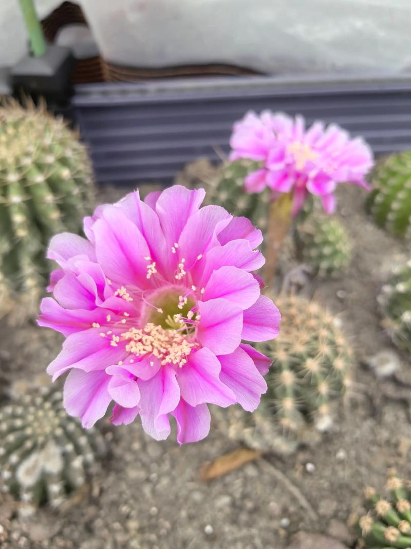 昙花是什么花，昙花的图片，昙花是什么花?-第6张图片-优品飞百科