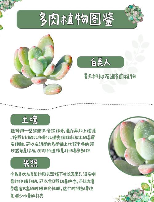 白美人的养殖方法及注意事项，白美人夏天好养吗？-第7张图片-优品飞百科
