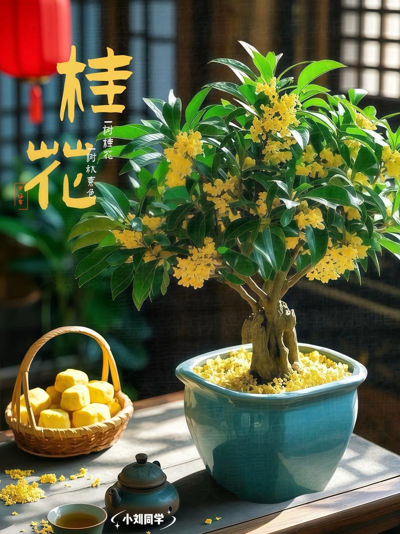 四季桂都有哪些品种？四季桂有哪些品种花期长的？-第1张图片-优品飞百科