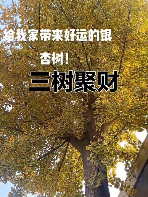 门前种三树家兴旺三代？门前栽种什么树兴旺发达？