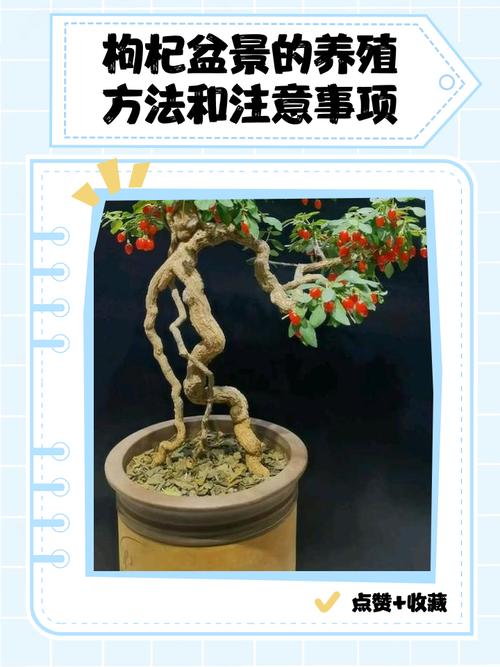 枸杞盆景的养殖方法和注意事项，枸杞盆景的种植方法和管理？