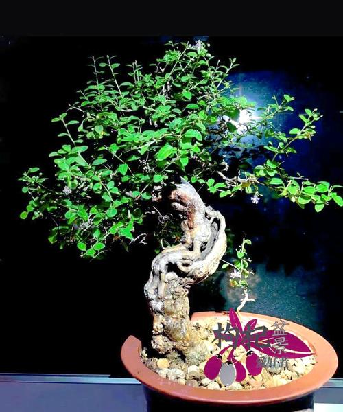 枸杞盆景的养殖方法和注意事项，枸杞盆景的种植方法和管理？-第3张图片-优品飞百科