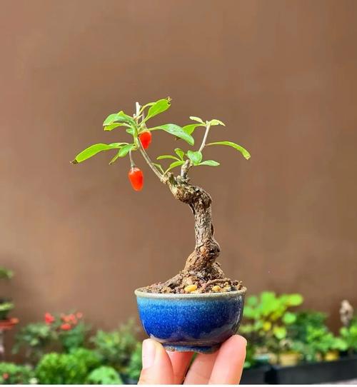 枸杞盆景的养殖方法和注意事项，枸杞盆景的种植方法和管理？-第5张图片-优品飞百科