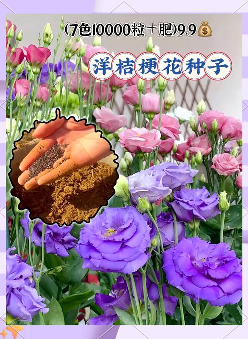 洋桔梗春天怎么养，洋桔梗咋养
