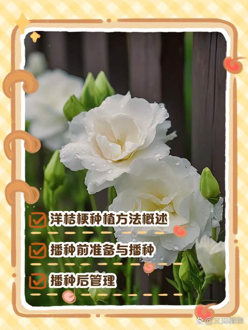 洋桔梗春天怎么养,洋桔梗咋养-第2张图片-优品飞百科 洋桔梗春天怎么养,洋桔梗咋养-第2张图片-优品飞百科